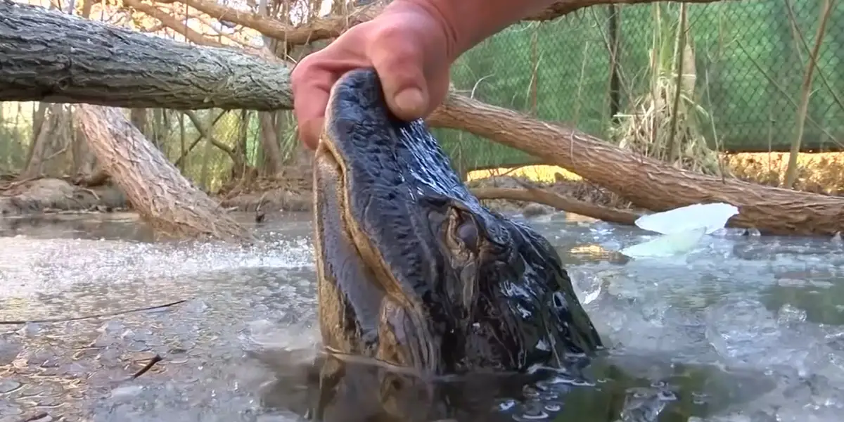 Frozen Alligators North Carolina: A Chilling Phenomenon